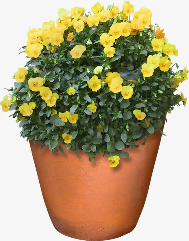 绿色植物免抠