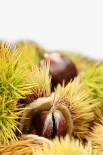 新鲜的板栗特写免抠 新鲜的板栗特写免抠