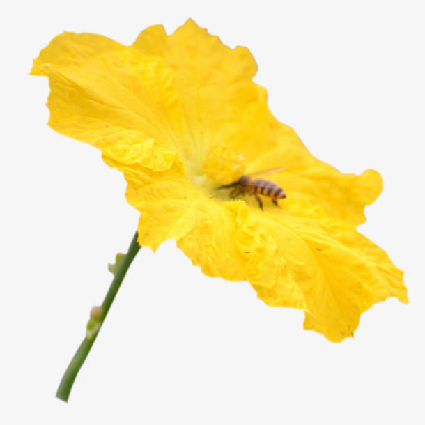 蜜蜂采丝瓜花蜜免抠