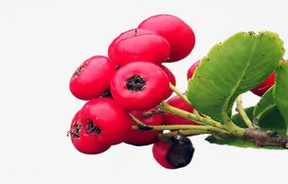 免抠素材山楂图片免抠