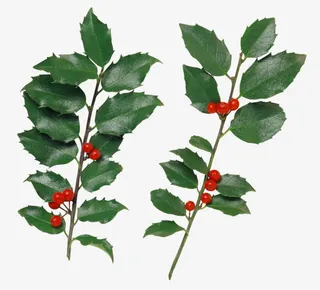 夏日植物绿色叶子树枝红色果实免抠