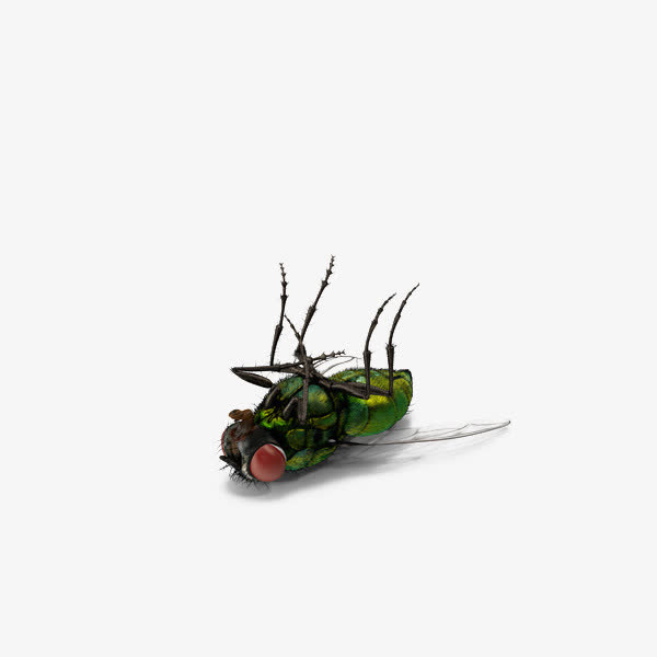 绿色死苍蝇免抠