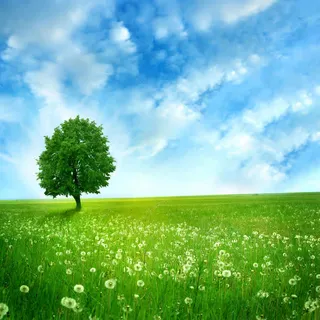 蒲公英树木背景