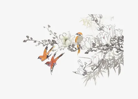 花鸟免抠