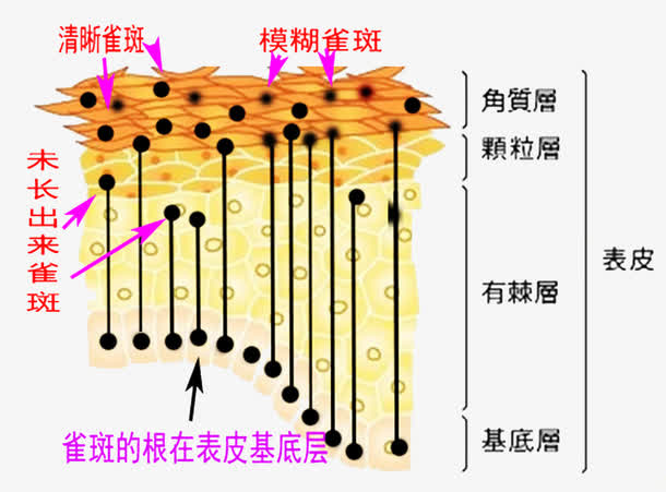 皮肤组织构成图片免抠