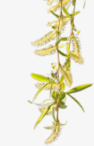 绿色春天植物美景免抠