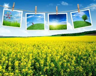 云朵,太阳，光晕,油菜花,田野高清