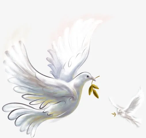漂亮小白鸽免抠