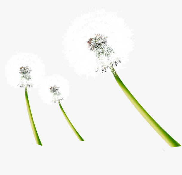 白色鲜花蒲公英植物免抠