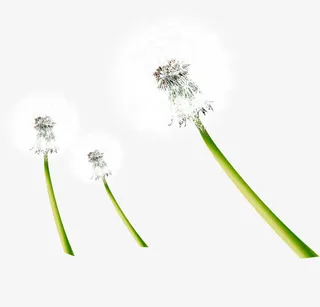 白色鲜花蒲公英植物免抠