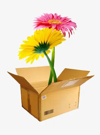 纸箱里的两朵菊花免抠