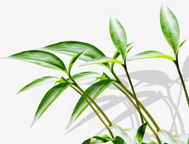高清摄影草本植物质感光效免抠