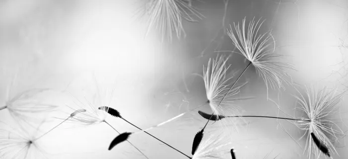 其他灰底渐变草发光背景高清