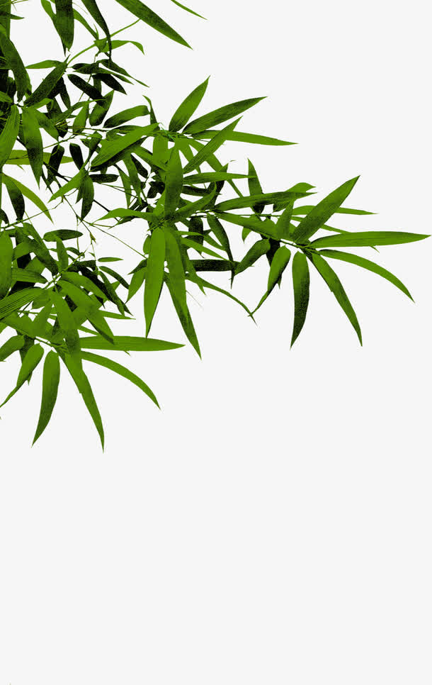 绿植竹子竹叶实物图免抠