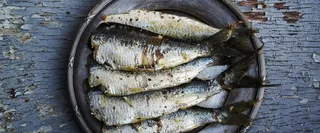 秋刀鱼背景高清