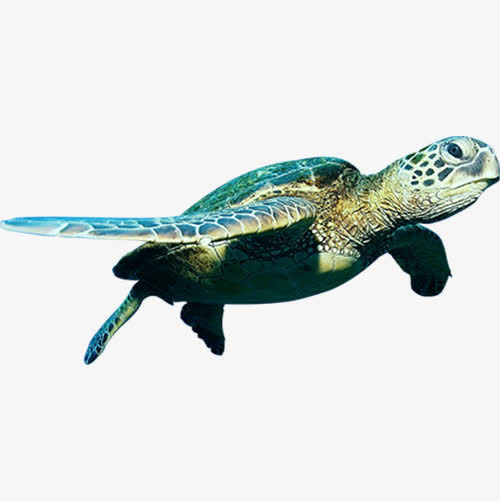 海洋海龟免抠