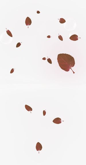 褐色简约树叶漂浮素材免抠