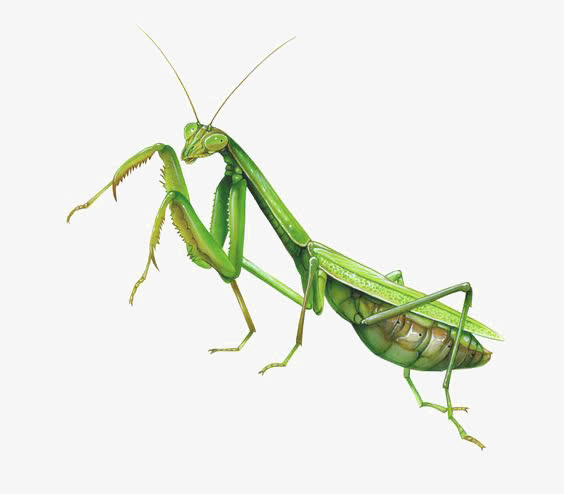 水彩螳螂免抠