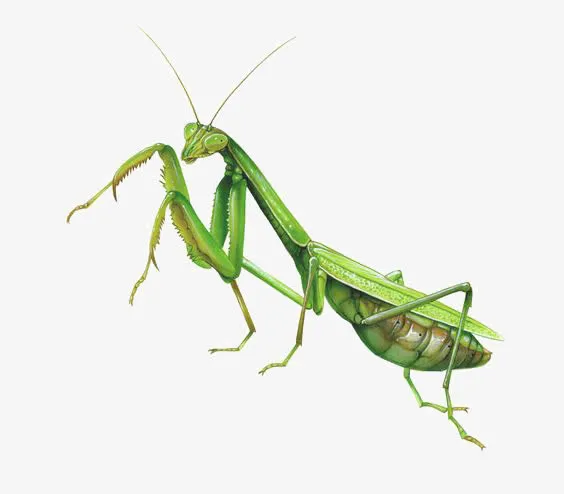 水彩螳螂免抠