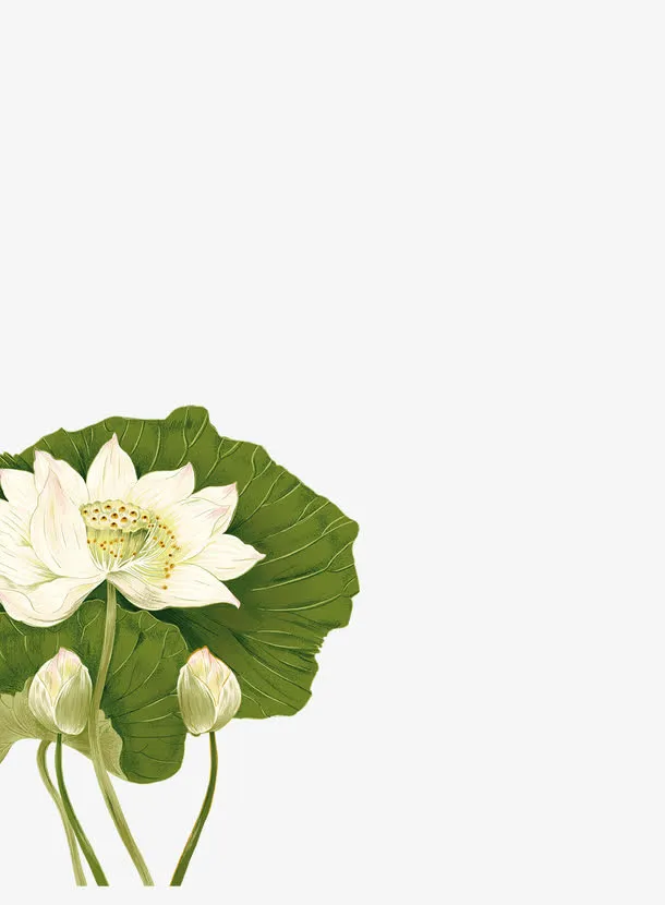 中国风荷花免抠