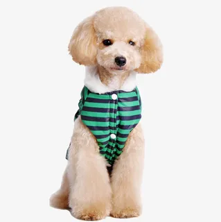 高清摄影萌萌哒的小狗免抠