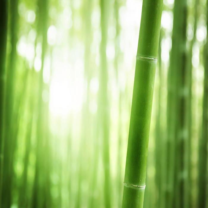 梦幻竹林背景高清