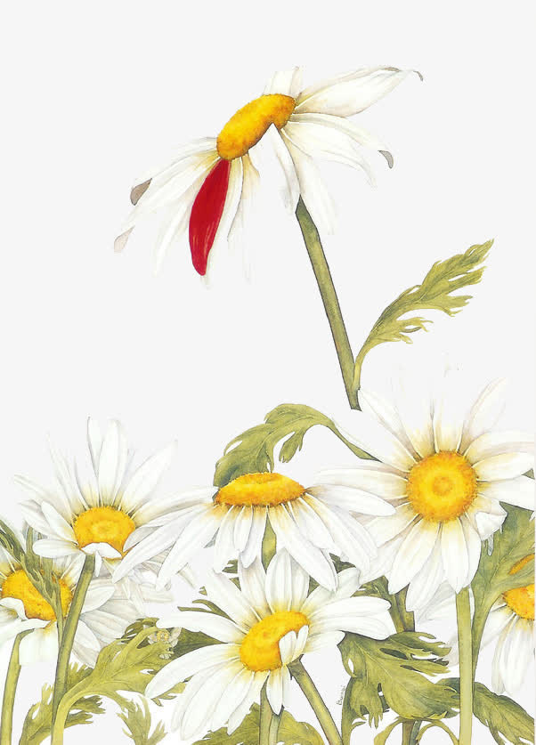 雏菊免抠