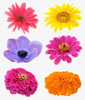 菊花兰花月季花png素材免抠 菊花兰花月季花png素材免抠