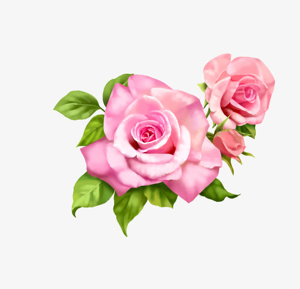 玫瑰花免抠