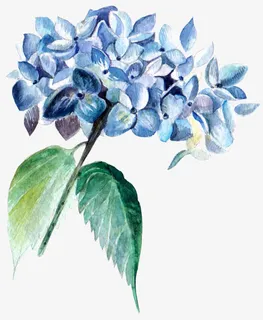 水彩鸡冠花免抠