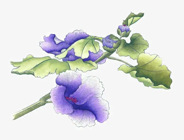 紫色花卉免抠