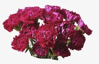 紫色梦幻康乃馨花束免抠