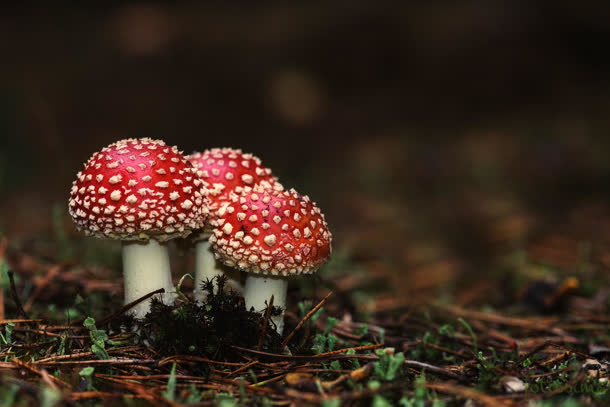 红色斑点毒蘑菇素材免抠