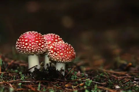 红色斑点毒蘑菇素材免抠