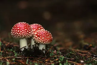 红色斑点毒蘑菇素材免抠