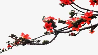 树枝上的木棉花免抠