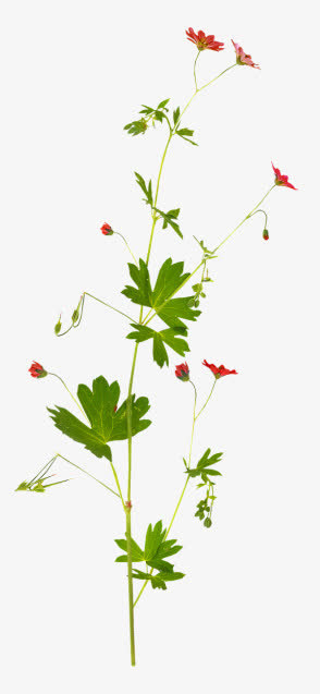 绿色叶子花骨朵png免抠