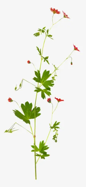 绿色叶子花骨朵png免抠