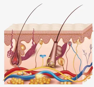 皮肤组织结构免抠