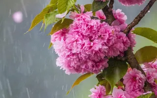 粉红色的樱花开花，雨高清