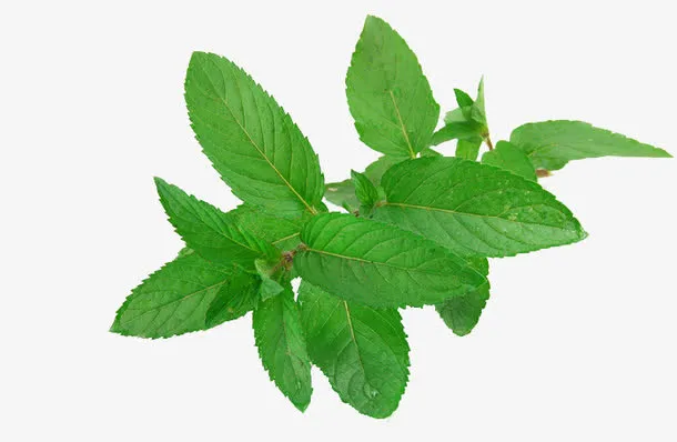 绿色薄荷枝叶免抠