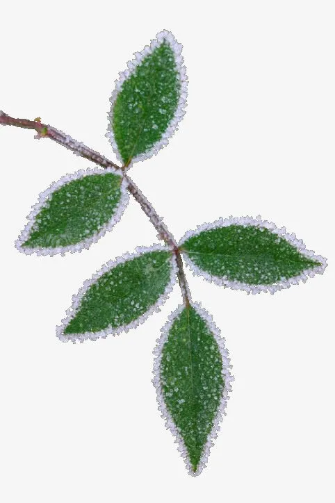 结冰的叶子免抠