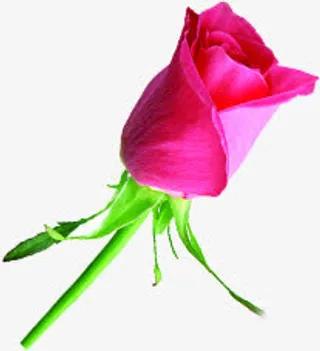 花径粉色玫瑰花免抠