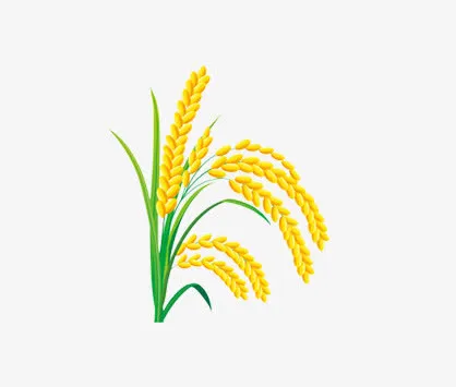 稻穗免抠