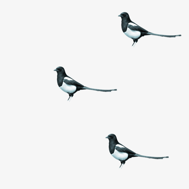 中国风小鸟杜鹃免抠