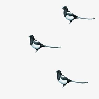 中国风小鸟杜鹃免抠