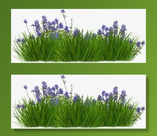 薰衣草从免抠装饰植物元素