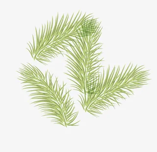 手绘松树树枝矢量素材免抠