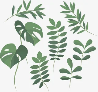 春天的树叶免抠