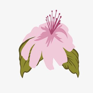 矢量手绘绽放的杜鹃花瓣线稿免抠